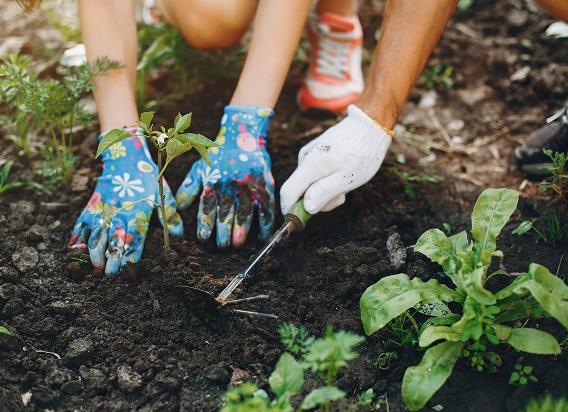 Расскажите, как избавляетесь от сорняков на участке